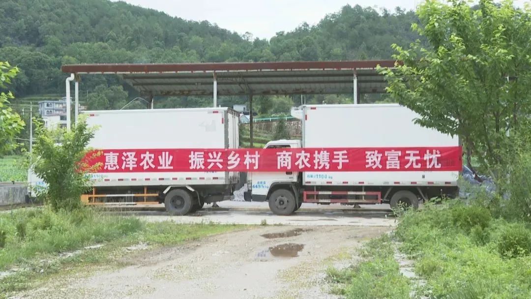 乡村振兴见实效！金源鸿集团助力盘州蔬菜基地收获“第一桶金”！ (5).jpg