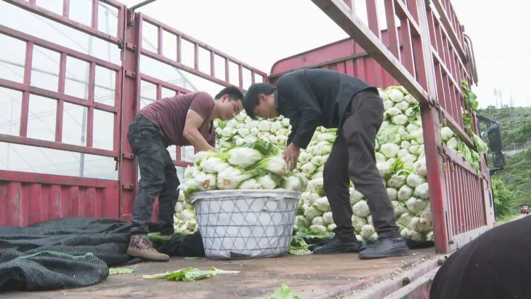 乡村振兴见实效！金源鸿集团助力盘州蔬菜基地收获“第一桶金”！ (1).jpg