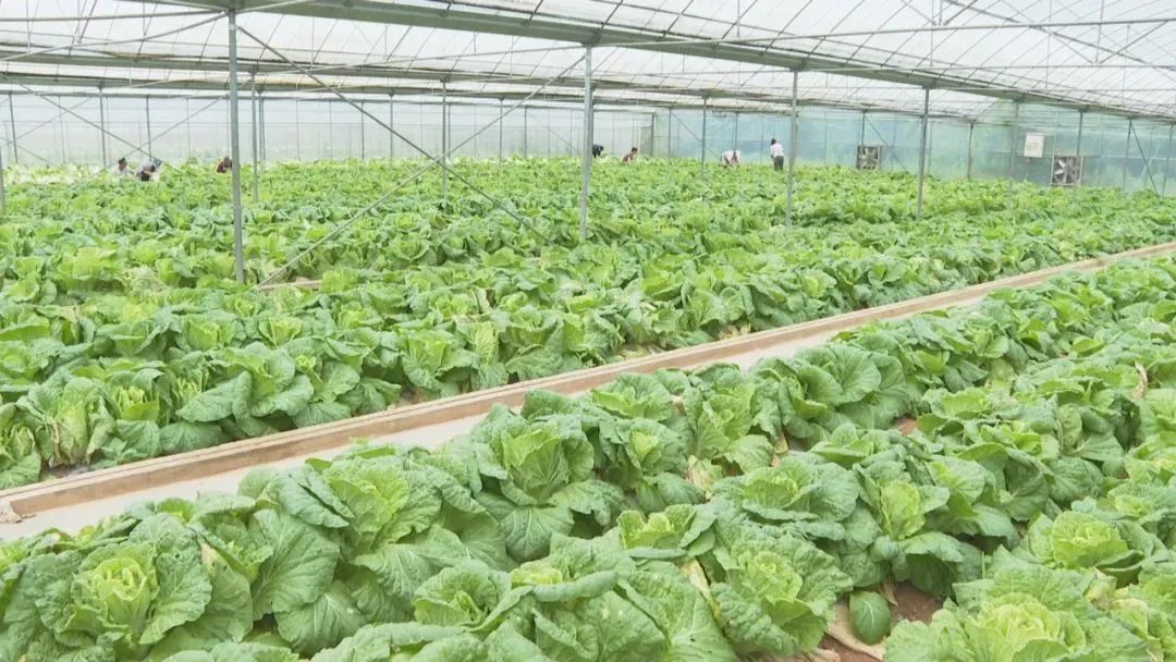乡村振兴见实效！金源鸿集团助力盘州蔬菜基地收获“第一桶金”！ (2).jpg