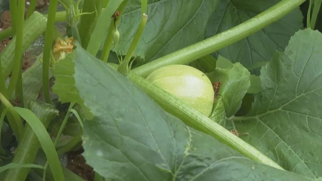 乡村振兴见实效！金源鸿集团助力盘州蔬菜基地收获“第一桶金”！ (3).jpg