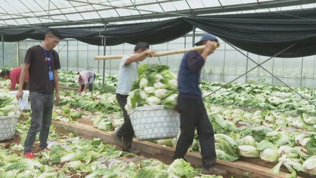 乡村振兴见实效！金源鸿集团助力盘州蔬菜基地收获“第一桶金”！ (4).jpg